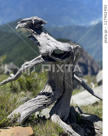 自然 天然 ナチュラル 117402492