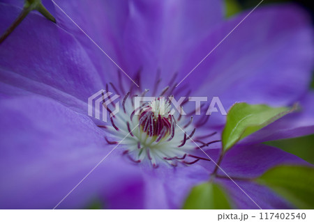 紫色のクレマチス・カザグルマの蕊のアップ。花言葉は「精神の美」「旅人の喜び」「甘い束縛」。 117402540