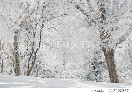 雪の積もった林 雪の積もった林 117402577