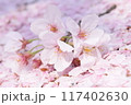 美しい桜の花　入学　卒業 117402630