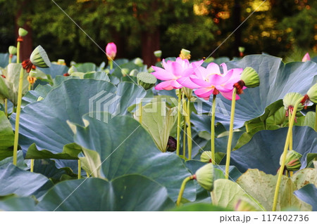 蓮の花と朝露 117402736