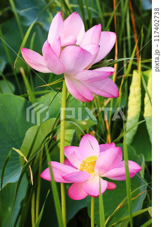 ピンク色の大きな花を咲かせた蓮の花が咲いています 117402738