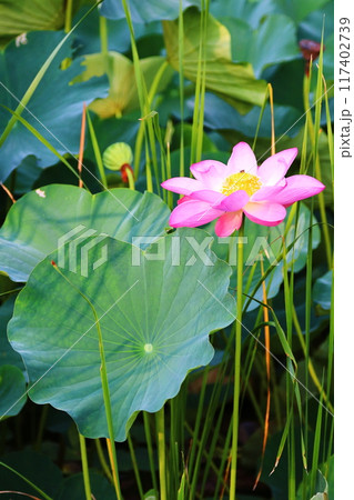 葉の間から顔を出した蓮の花 葉の間から顔を出した蓮の花 117402739