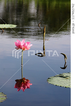 池にぽっかり浮ぶ蓮の花 池にぽっかり浮ぶ蓮の花 117402742