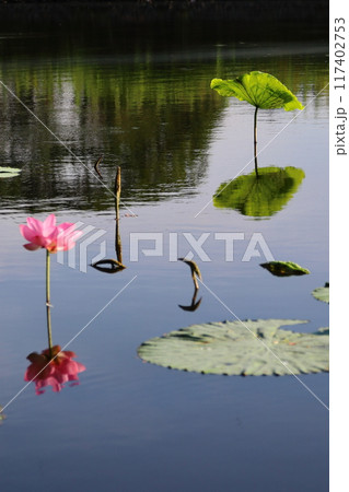 上下対象の蓮の花 上下対象の蓮の花 117402753