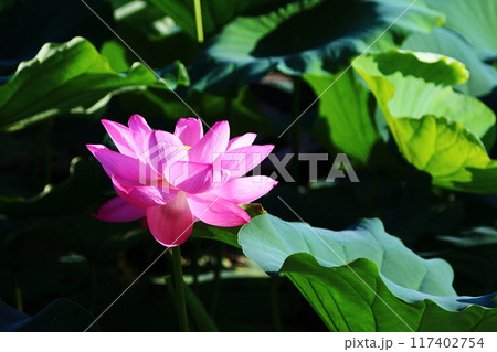 綺麗なピンク色の蓮の花 綺麗なピンク色の蓮の花 117402754
