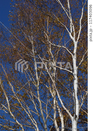 Birch trees under clear autumn sky / 秋晴れの空に映える白樺の木 Birch trees under clear autumn sky / 秋晴れの空に映える白樺の木 117403096