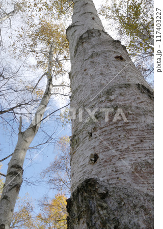 Birch trees under clear autumn sky / 秋晴れの空に映える白樺の木 117403227