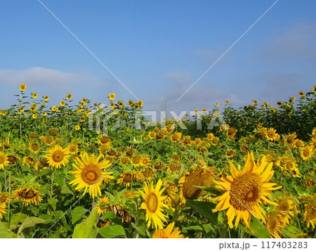 8月のひまわり 117403283