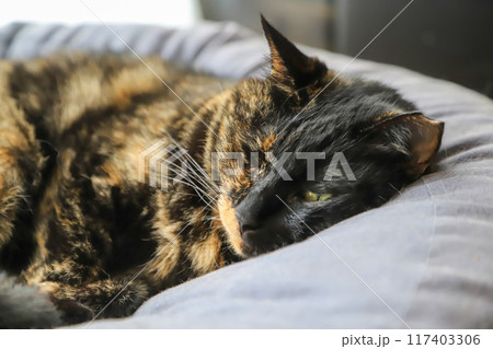 クッションで寝ている猫 クッションで寝ている猫 117403306