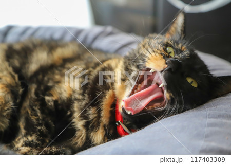 クッションで寝ている猫 117403309