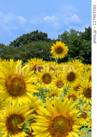 夏の青空と一面ひまわり畑 117403382