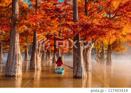 Woman on SUP board exploring at lake with Taxodium trees in autumnal season Woman on SUP board exploring at lake with Taxodium trees in autumnal season 117403419