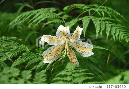 林間に咲くヤマユリの花 林間に咲くヤマユリの花 117403480