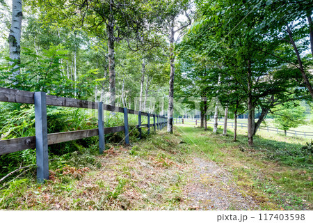 新緑に包まれた遊歩道 117403598