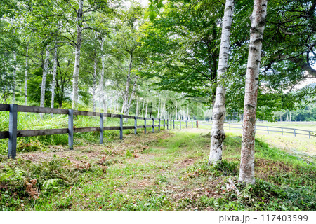 新緑に包まれた山間部の情景 117403599