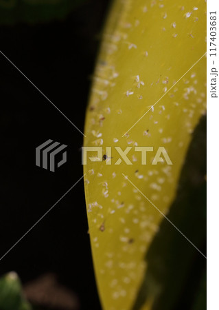 害虫捕獲粘着紙 キュウリ畑 害虫捕獲粘着紙 キュウリ畑 117403681