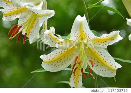 林間に咲くヤマユリの花 林間に咲くヤマユリの花 117403755