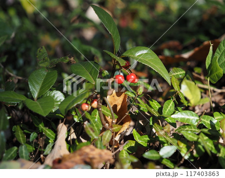 飯能天覧山晩秋景色 飯能天覧山晩秋景色 117403863