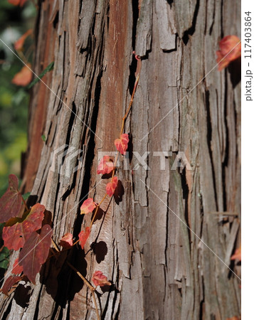 飯能天覧山晩秋景色 飯能天覧山晩秋景色 117403864