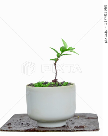 Small Wrightia religiosa Benth, in a ceramic pot on a white background. Small Wrightia religiosa Benth, in a ceramic pot on a white background. 117403969