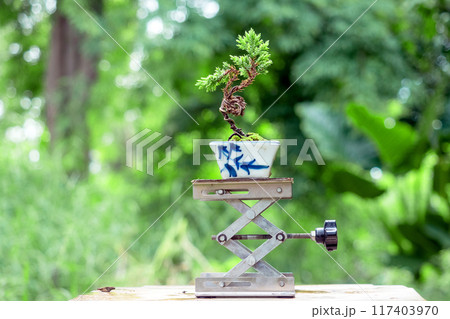 Small common juniper into a free-form bonsai in nature background 117403970