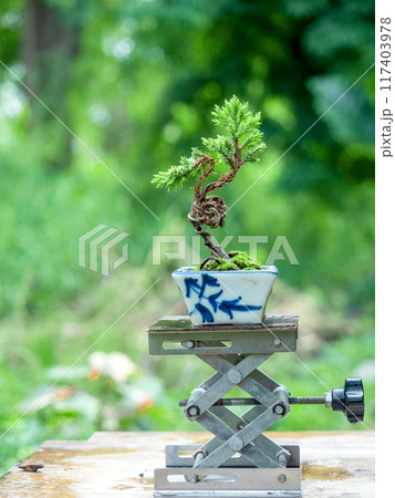 Small common juniper into a free-form bonsai in nature background Small common juniper into a free-form bonsai in nature background 117403978