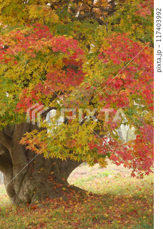 Giant maple colorful leaves / 紅葉 色付き始めの大カエデの木 - 接写 117403992