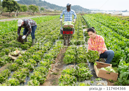 Farmer and his assistant harvesting ripe lettuce on field 117404366