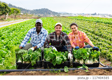 Three farmers are happy with harvested chard crop 117404385