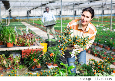 Asian female florist checking potted solanum in greenhouse Asian female florist checking potted solanum in greenhouse 117404439