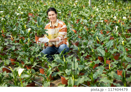 Female gardener taking care of plants in greenhouse 117404479
