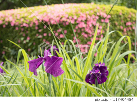 公園の花菖蒲とサツキ 公園の花菖蒲とサツキ 117404484