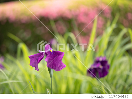 公園の花菖蒲とサツキ 117404485