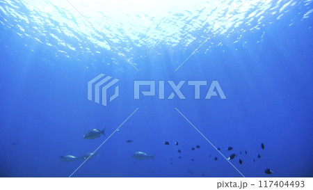 沖縄　阿嘉島のニシハマビーチ　水中撮影 117404493