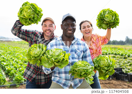 Three cheerful farmers are fooling around with lettuce in farmers field Three cheerful farmers are fooling around with lettuce in farmers field 117404508