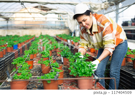 Female worker caring for mint plant in a pot in greenhouse Female worker caring for mint plant in a pot in greenhouse 117404509