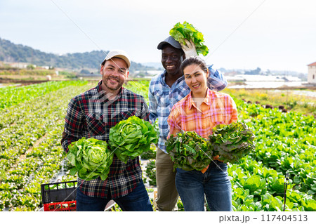 Three positive multiethnic gardeners with lettuce crop 117404513