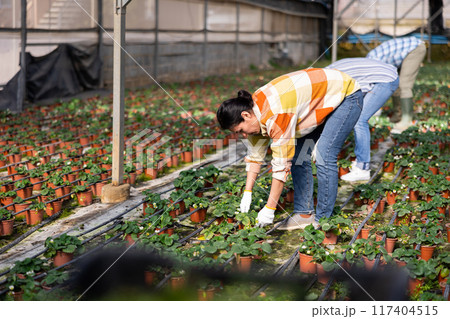Asian female gardener growing potted strawberry bushes in greenhouse 117404515