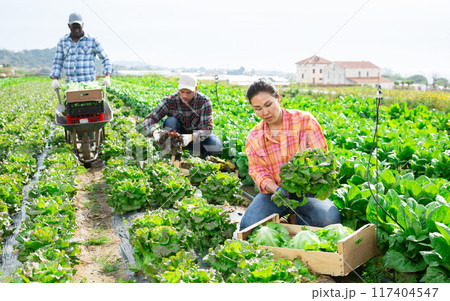Woman horticulturist harvesting green lettuce in vegetable field Woman horticulturist harvesting green lettuce in vegetable field 117404547