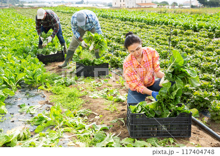 Skilled woman farmer picking chard on field Skilled woman farmer picking chard on field 117404748