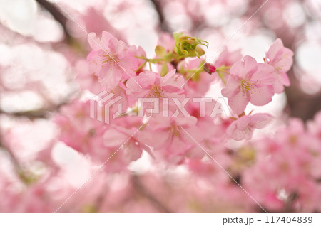 伊豆の河津桜まつり 伊豆の河津桜まつり 117404839