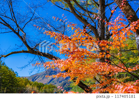 【秋素材】錦秋の上高地・トレッキング風景【長野県】 117405181