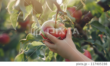 Close up of a kid hand picking an apple from an apple tree during the harvest season in Autumn. AI generated. 117405198