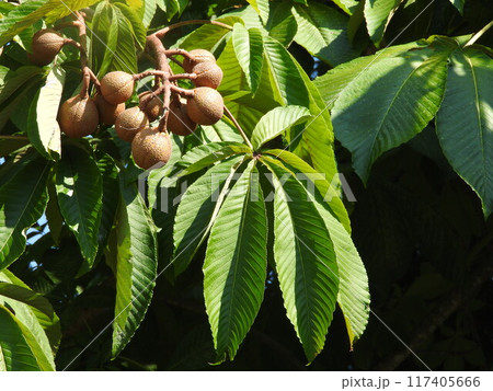 トチノキの実 トチノキの実 117405666