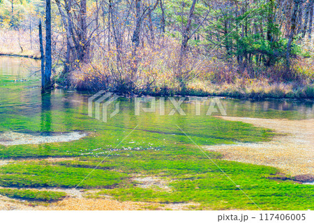 【秋素材】秋の上高地・田代湿原と田代池【長野県】 117406005
