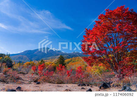 【秋素材】乗鞍高原・冠雪した乗鞍岳と大カエデ【長野県】 【秋素材】乗鞍高原・冠雪した乗鞍岳と大カエデ【長野県】 117406092