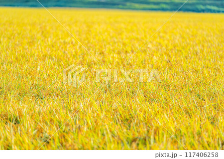 【秋素材】朝露をまとった稲穂【長野県】 【秋素材】朝露をまとった稲穂【長野県】 117406258