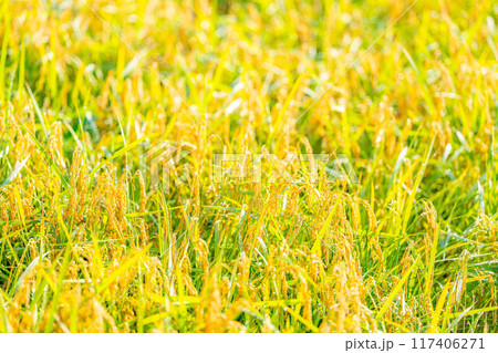【秋素材】朝露をまとった稲穂【長野県】 117406271