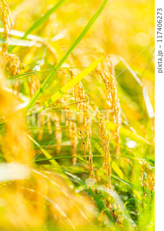 【秋素材】朝露をまとった稲穂【長野県】 【秋素材】朝露をまとった稲穂【長野県】 117406273